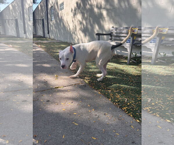 Medium Photo #4 American Pit Bull Terrier-Unknown Mix Puppy For Sale in Princeton, MN, USA