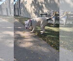 Small #3 American Pit Bull Terrier Mix