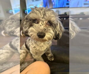 Shih Tzu-Unknown Mix Dogs for adoption in Arlington, VA, USA