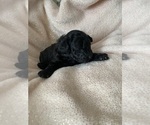 Puppy Puppy 1 Poodle (Miniature)