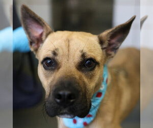 American Staffordshire Terrier-Unknown Mix Dogs for adoption in San Antonio, TX, USA