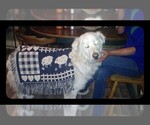 Small Photo #3 Maremma Sheepdog Puppy For Sale in GUILFORD, ME, USA