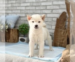 Small Photo #7 Shiba Inu Puppy For Sale in CHICAGO, IL, USA