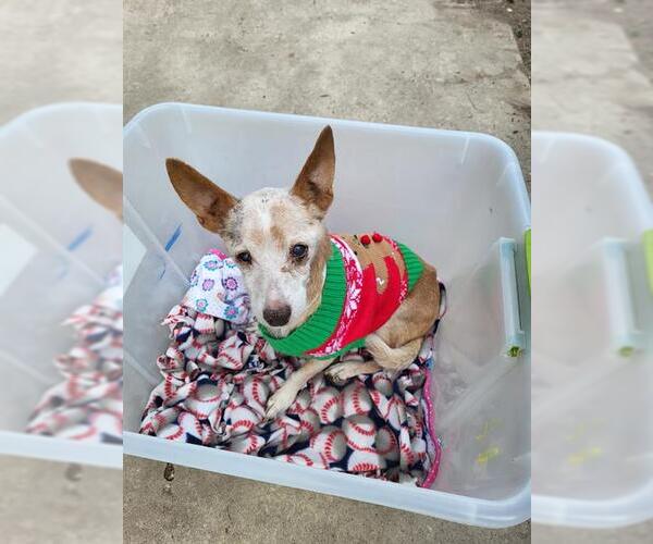 Medium Photo #1 Chihuahua Puppy For Sale in San Antonio, TX, USA