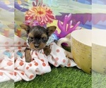Small #4 Yorkshire Terrier