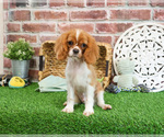 Small #2 Cavalier King Charles Spaniel