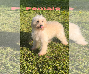Doodle-Goldendoodle Mix Puppy for sale in BAKERSFIELD, CA, USA