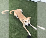 Small #12 Labrador Retriever Mix