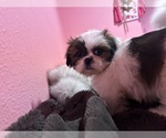 Small Photo #30 Shih Tzu Puppy For Sale in VENETA, OR, USA