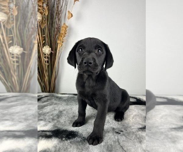Medium Photo #2 Labrador Retriever Puppy For Sale in GREENWOOD, IN, USA