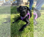 Small #3 Labrador Retriever Mix