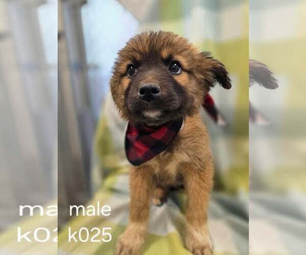 Medium Photo #1 Aussiedor Puppy For Sale in SHERBURNE, NY, USA