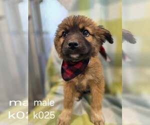 Aussiedor Dogs for adoption in SHERBURNE, NY, USA