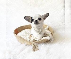 Chihuahua Puppy for sale in SACRAMENTO, CA, USA