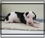 Small Photo #7 Italian Greyhound Puppy For Sale in MARYVILLE, MO, USA