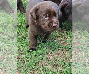 Labrador Retriever Puppy for sale in NEW BERN, NC, USA