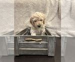 Puppy Honey Goldendoodle