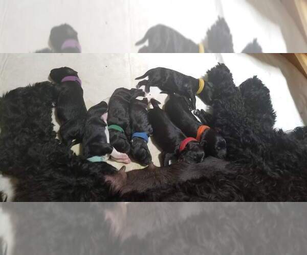 Medium Photo #3 Portuguese Water Dog Puppy For Sale in LEANDER, TX, USA