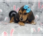 Small Photo #10 Beagle Puppy For Sale in LAKELAND, FL, USA