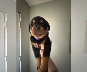 Rottweiler Puppy for sale in BELLEVILLE, IL, USA