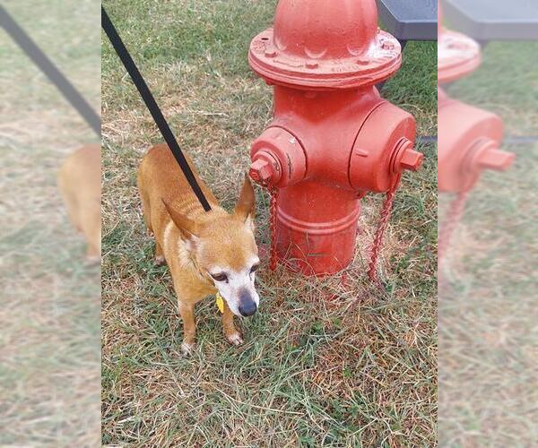 Medium Photo #4 Chihuahua-Unknown Mix Puppy For Sale in San Antonio, TX, USA