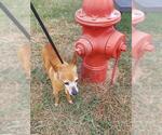 Small #3 Chihuahua Mix