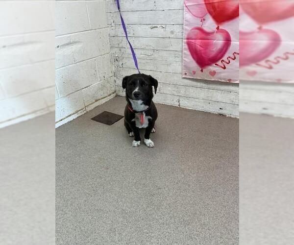 Medium Photo #1 Mutt Puppy For Sale in San Bernardino, CA, USA