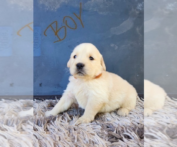 Medium Photo #14 Golden Retriever Puppy For Sale in OROVILLE, CA, USA