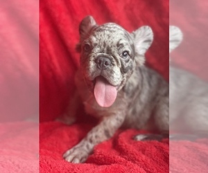 French Bulldog Puppy for sale in BOSTON, MA, USA