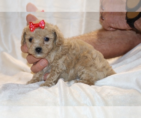 Medium Photo #23 Poodle (Toy) Puppy For Sale in DYERSBURG, TN, USA