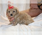 Small #22 Poodle (Toy)