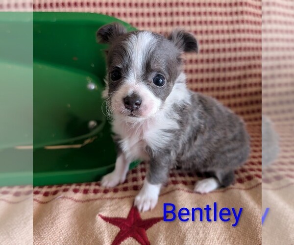 Medium Photo #1 Chihuahua Puppy For Sale in LEBANON, PA, USA