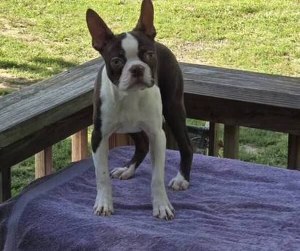 Medium Photo #1 Boston Terrier Puppy For Sale in JASONVILLE, IN, USA