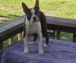 Small Photo #1 Boston Terrier Puppy For Sale in JASONVILLE, IN, USA