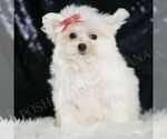 Small #2 Maltese