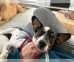 Small #1 Jack Russell Terrier Mix