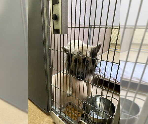 Medium Photo #1 German Shepherd Dog-Unknown Mix Puppy For Sale in Martinez, CA, USA