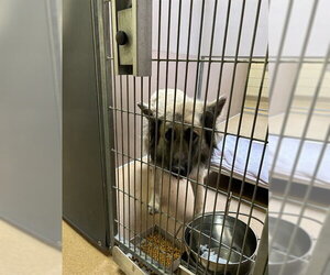 German Shepherd Dog-Unknown Mix Dogs for adoption in Martinez, CA, USA