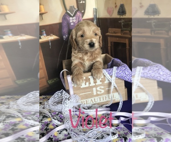 Medium Photo #1 Goldendoodle Puppy For Sale in KENT CITY, MI, USA