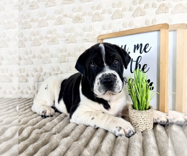 Medium Photo #3 Cocker-Pei Puppy For Sale in GREENFIELD, IN, USA