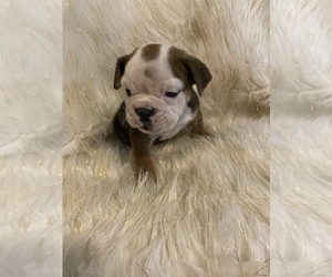 Olde English Bulldogge Puppy for sale in BEECH GROVE, IN, USA