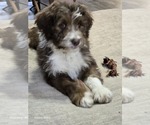 Small #22 Aussiedoodle