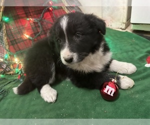 Border Collie Puppy for sale in TEMPLE, TX, USA