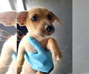 Mutt Dogs for adoption in San Antonio, TX, USA