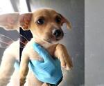 Small Mutt