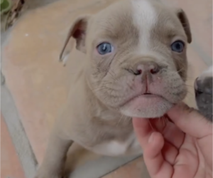 American Bully Puppy for sale in ORANGE, CA, USA