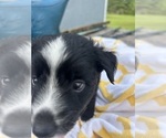 Small Photo #8 Miniature Australian Shepherd Puppy For Sale in BUSH, LA, USA