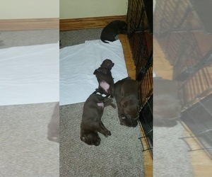Labrador Retriever Puppy for sale in COLUMBIA HEIGHTS, MN, USA