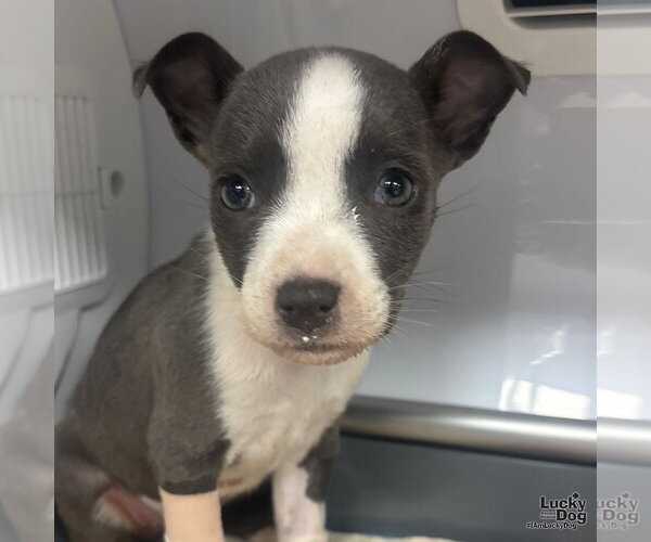 Medium Photo #1 Mutt Puppy For Sale in Washington, DC, USA