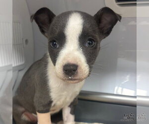 Mutt Dogs for adoption in Washington, DC, USA